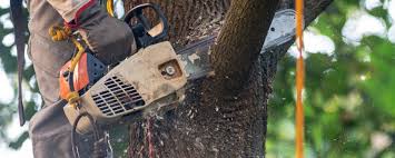 Best Tree Preservation Services  in Berryville, VA