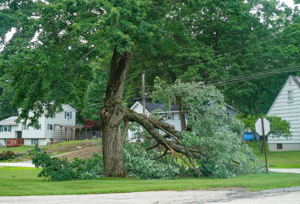 Best Emergency Tree Removal  in Berryville, VA