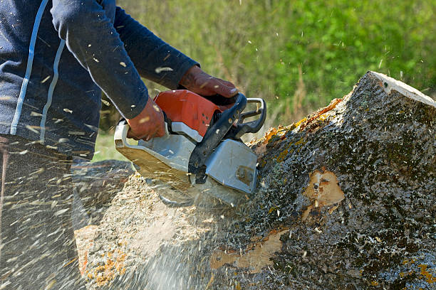  Berryville, VA Tree Services Pros